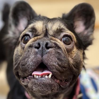 Gertrude, Adoptable, Young Female French Bulldog & Mixed Breed.
