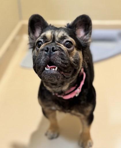 Enlarge Gertrude, a Adoptable mixed breed in Pleasanton, CA image 2/3