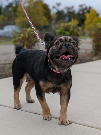 Enlarge Gertrude, a Adoptable mixed breed in Pleasanton, CA image 3/3