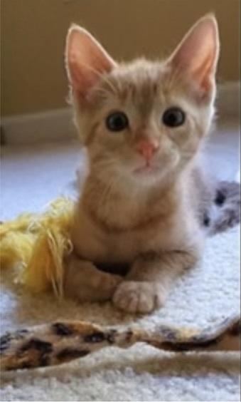 Enlarge Gingie, a Adoptable Domestic Short Hair in Saint Augustine, FL image 1/3