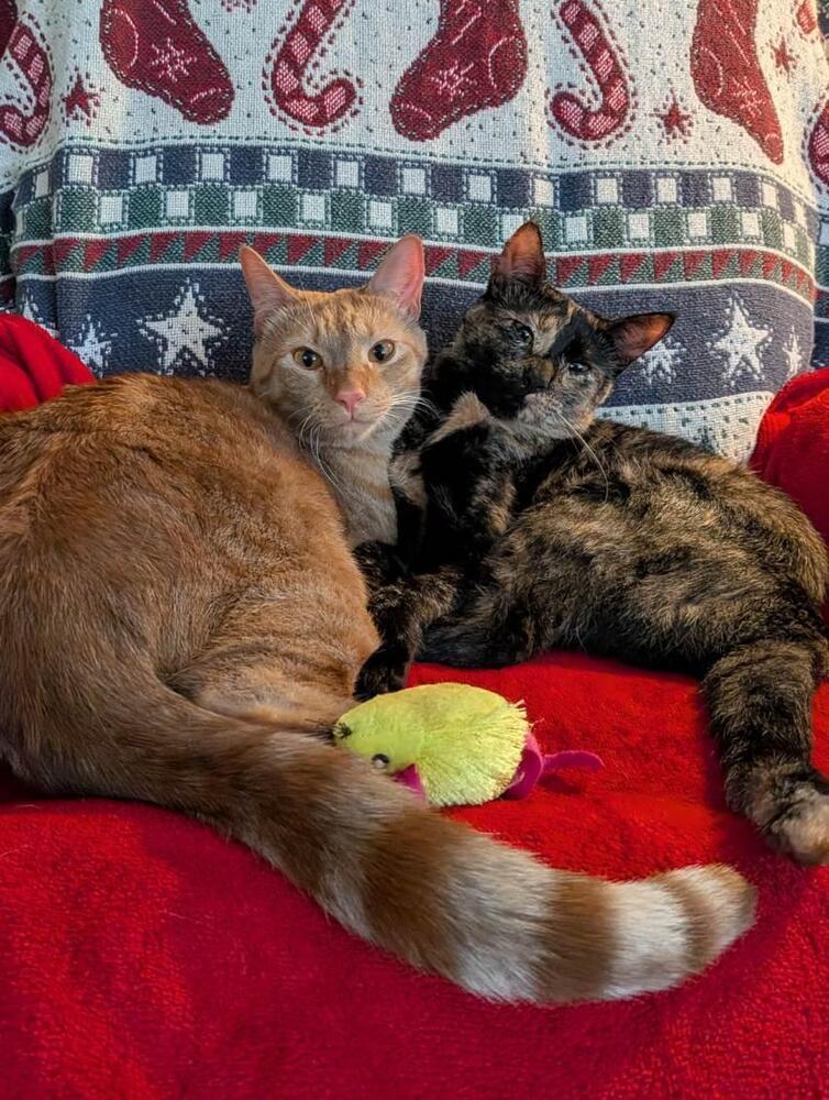 Enlarge Gingie, a Adoptable Domestic Short Hair in Saint Augustine, FL image 2/6