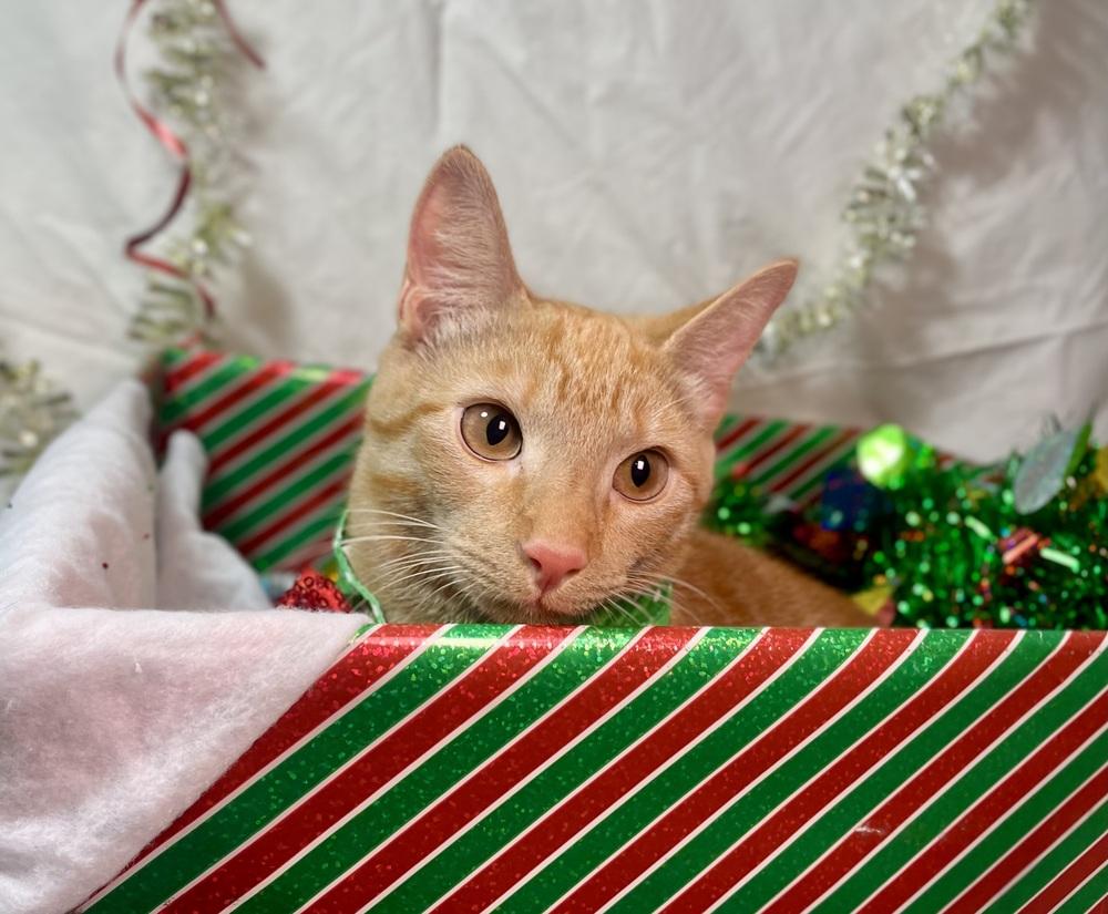 Enlarge Gingie, a Adoptable Domestic Short Hair in Saint Augustine, FL image 2/3