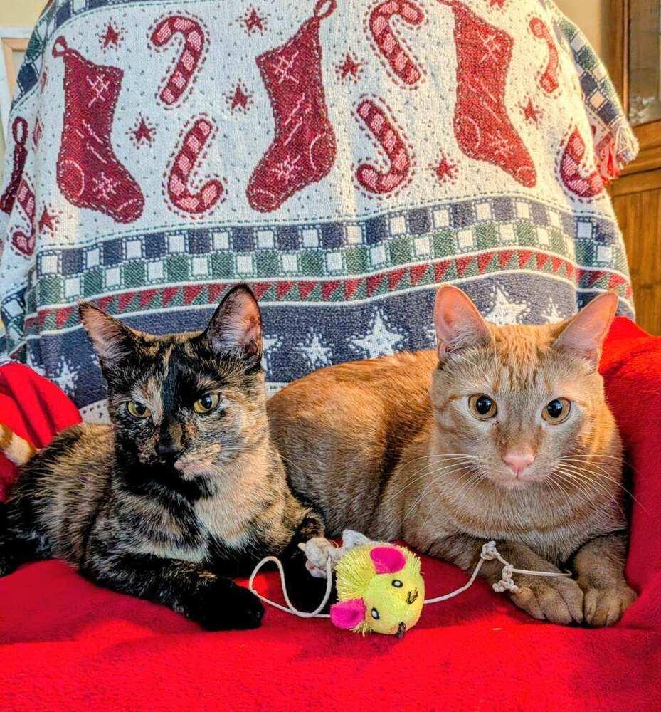 Enlarge Gingie, a Adoptable Domestic Short Hair in Saint Augustine, FL image 4/6