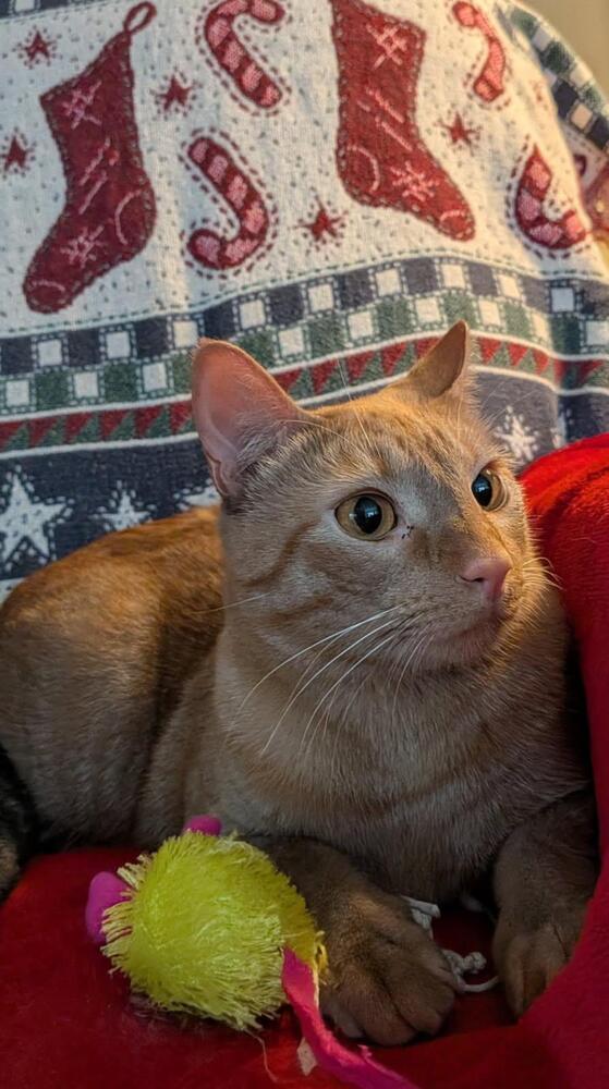 Enlarge Gingie, a Adoptable Domestic Short Hair in Saint Augustine, FL image 5/6