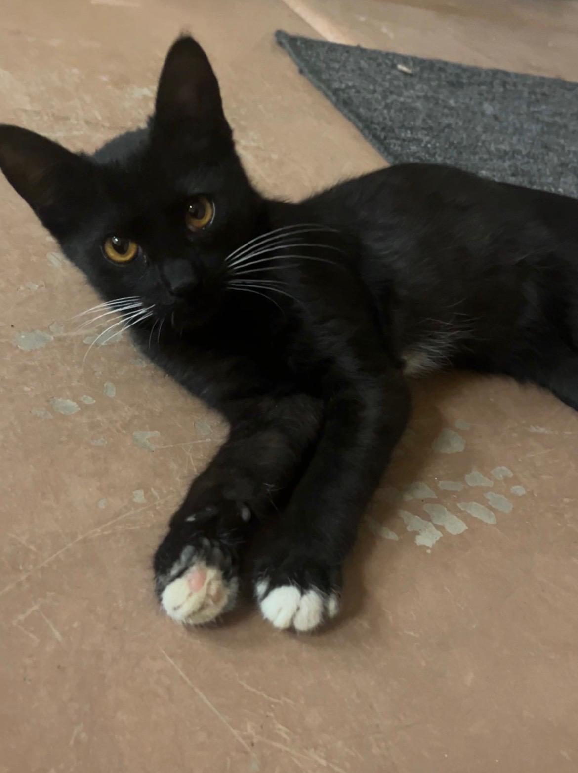 Marshmallow Fluff, ADOPTABLE, Young Male Domestic Short Hair.