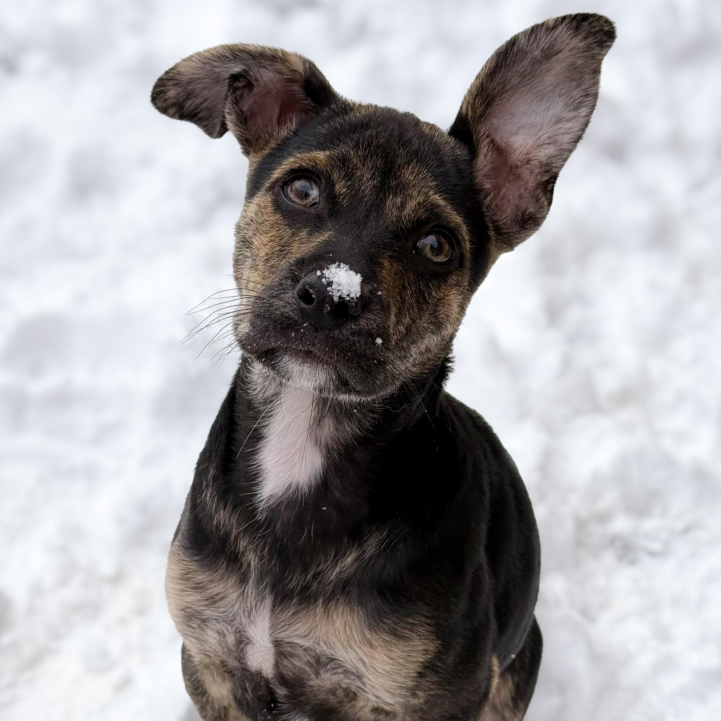 Enlarge Pippa, a Adoptable mixed breed in Iowa City , IA image 2/6