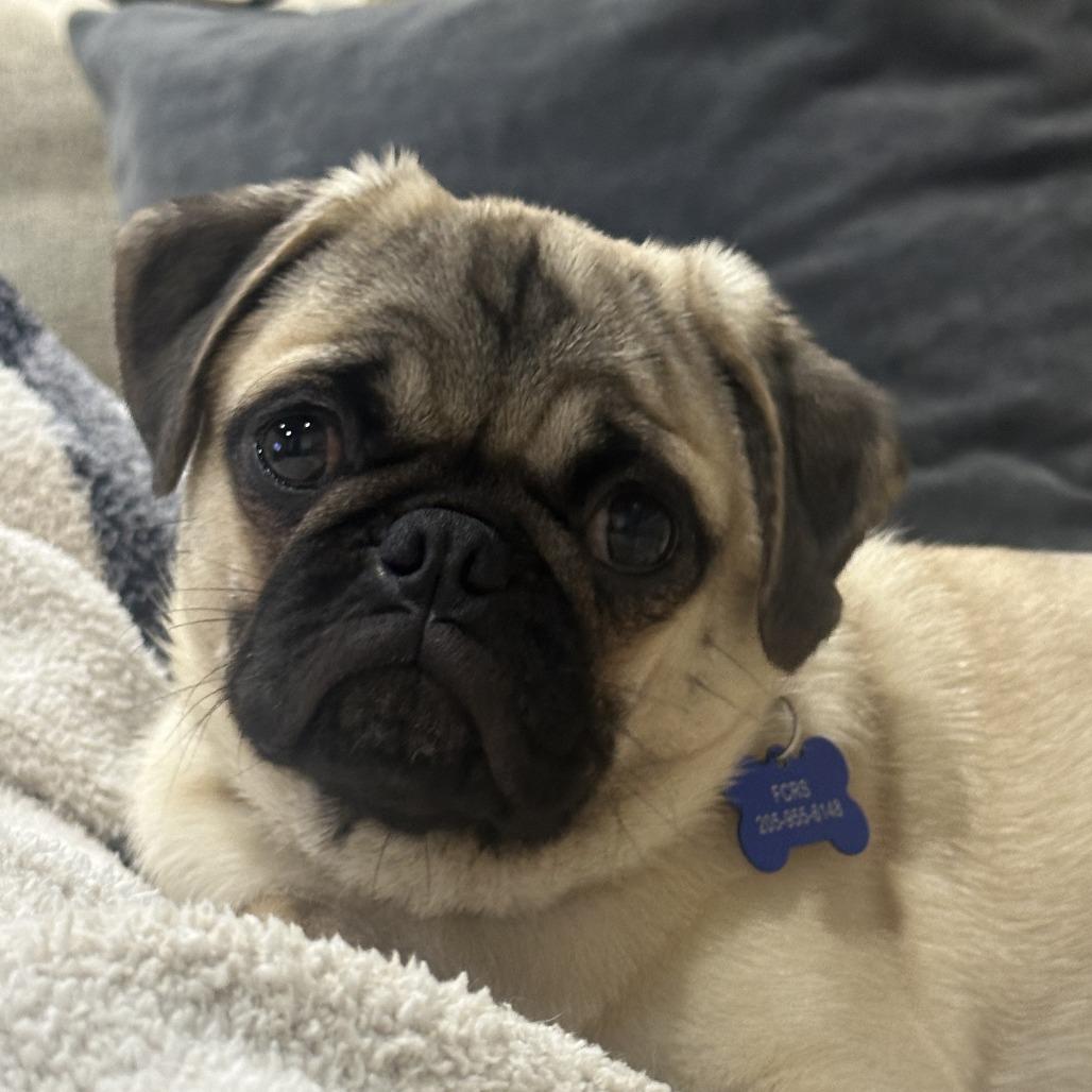Enlarge Bamie, a Adoptable Pug in Bessemer, AL image 1/6