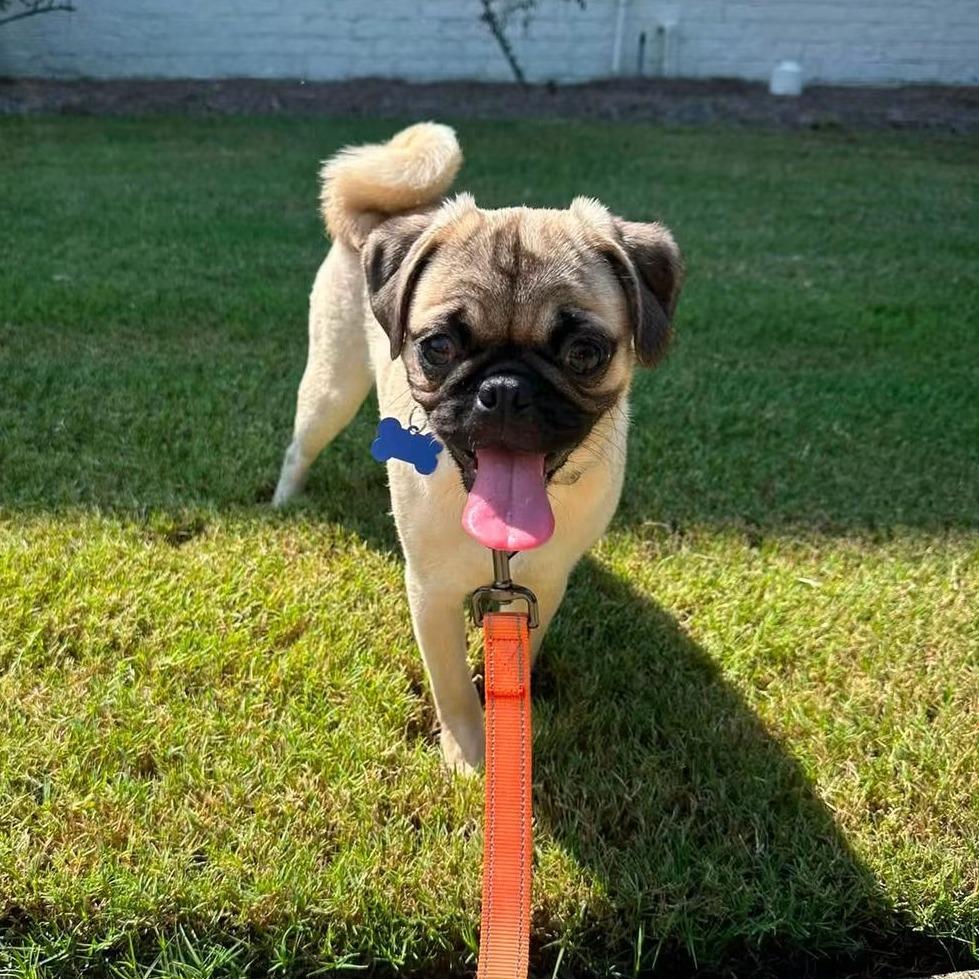 Enlarge Bamie, a Adoptable Pug in Bessemer, AL image 2/6