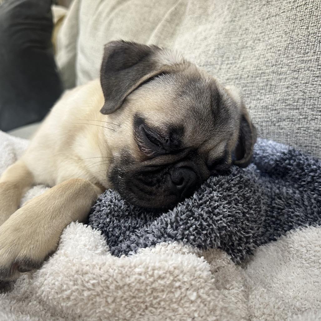 Enlarge Bamie, a Adoptable Pug in Bessemer, AL image 3/6