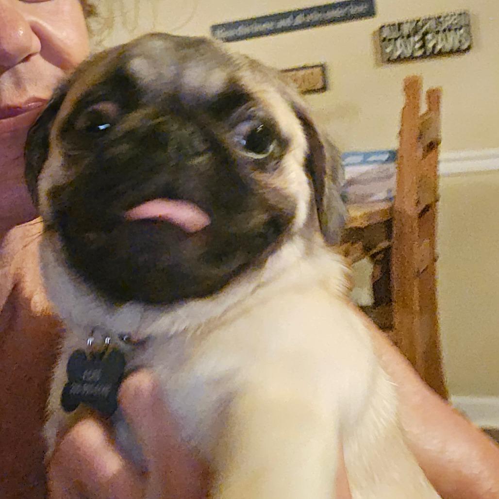 Enlarge Bamie, a Adoptable Pug in Bessemer, AL image 4/6