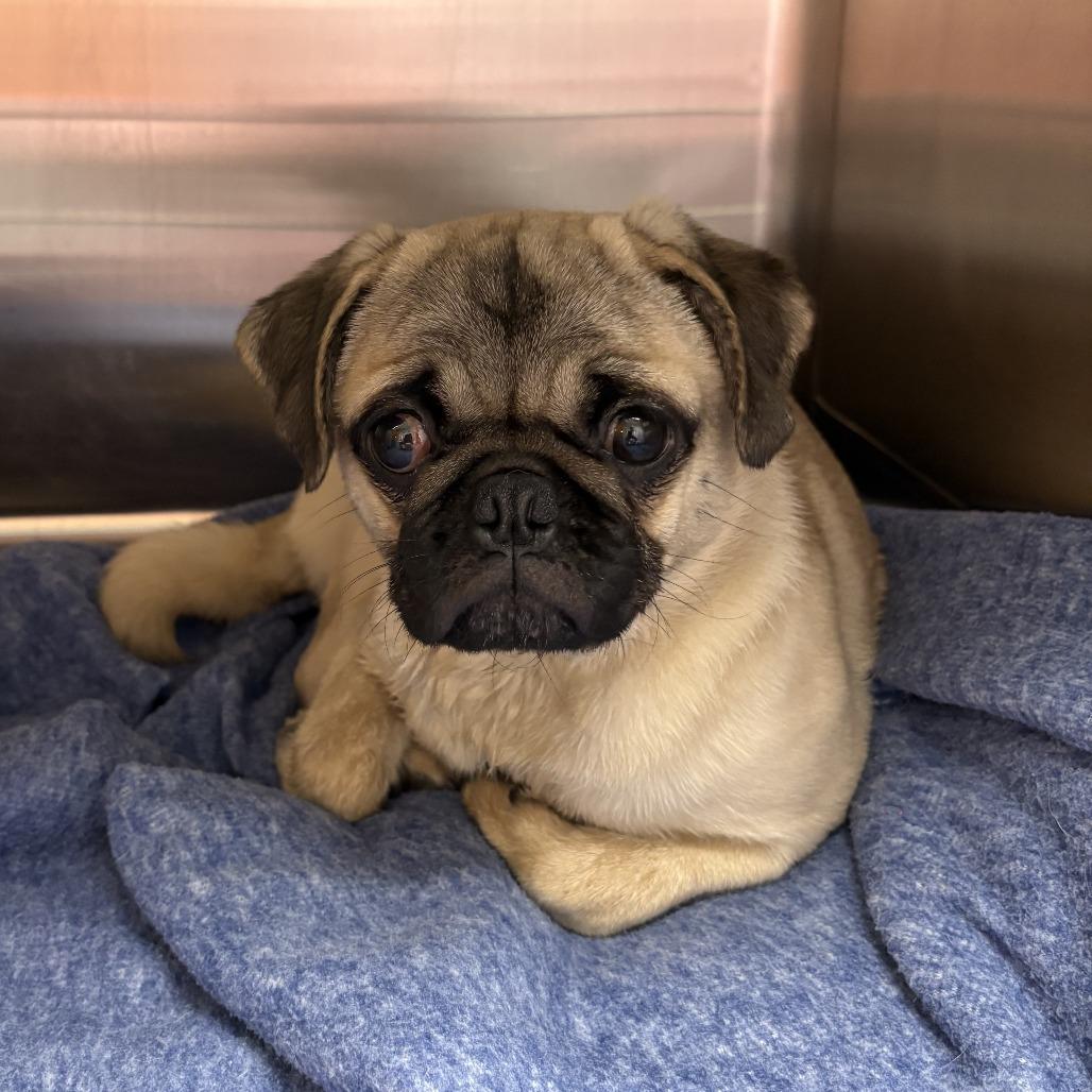 Enlarge Bamie, a Adoptable Pug in Bessemer, AL image 5/6