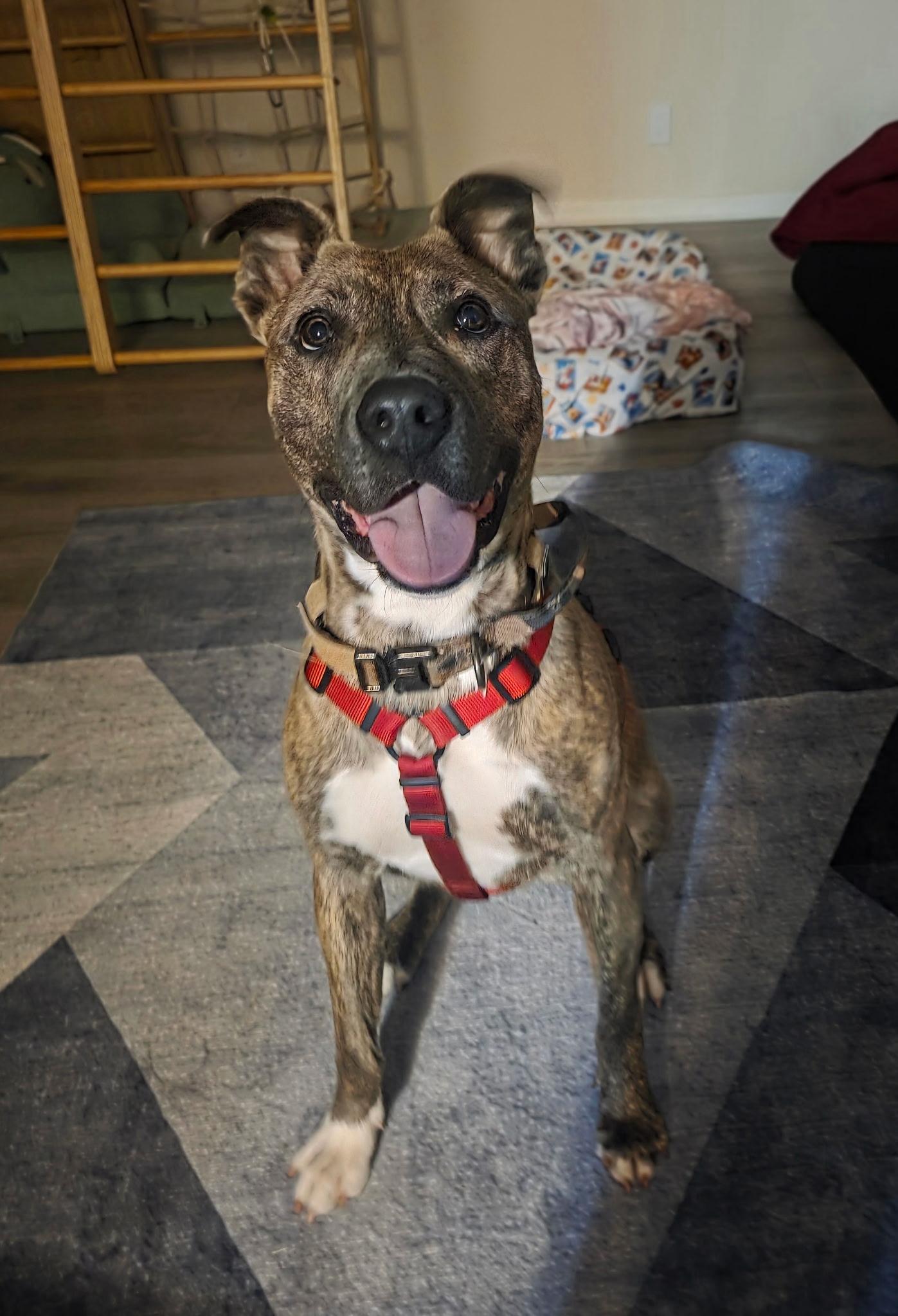 Rocky (Rocket), an adopted mixed breed in Leavenworth, KS image 1/6