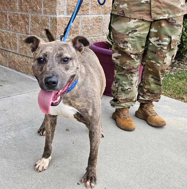Rocky (Rocket), adopted, Adult Male Pit Bull Terrier.