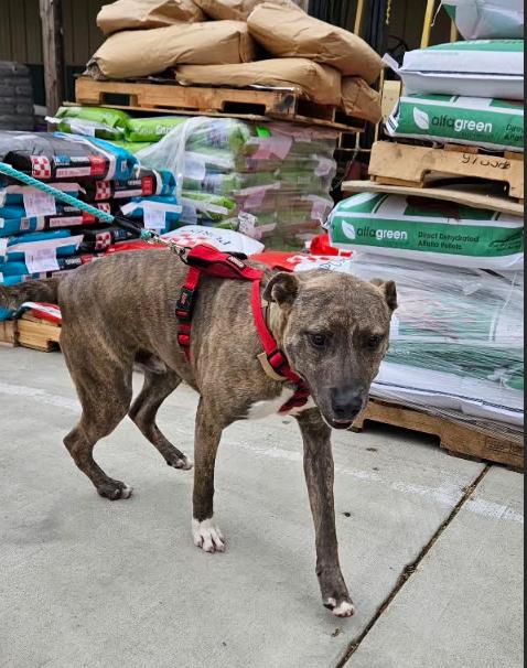 Rocky (Rocket), an adopted mixed breed in Leavenworth, KS image 3/6