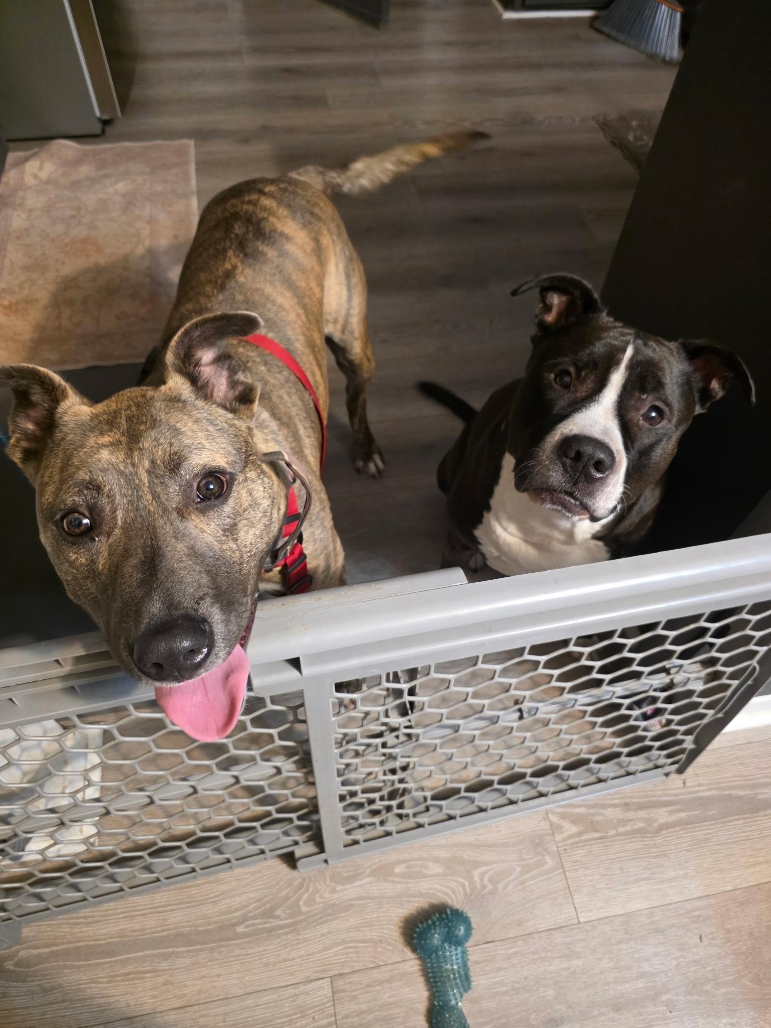 Rocky (Rocket), an adopted mixed breed in Leavenworth, KS image 4/6