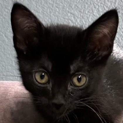 Enlarge Bose, a Adoptable mixed breed in Pleasanton, CA image 3/3