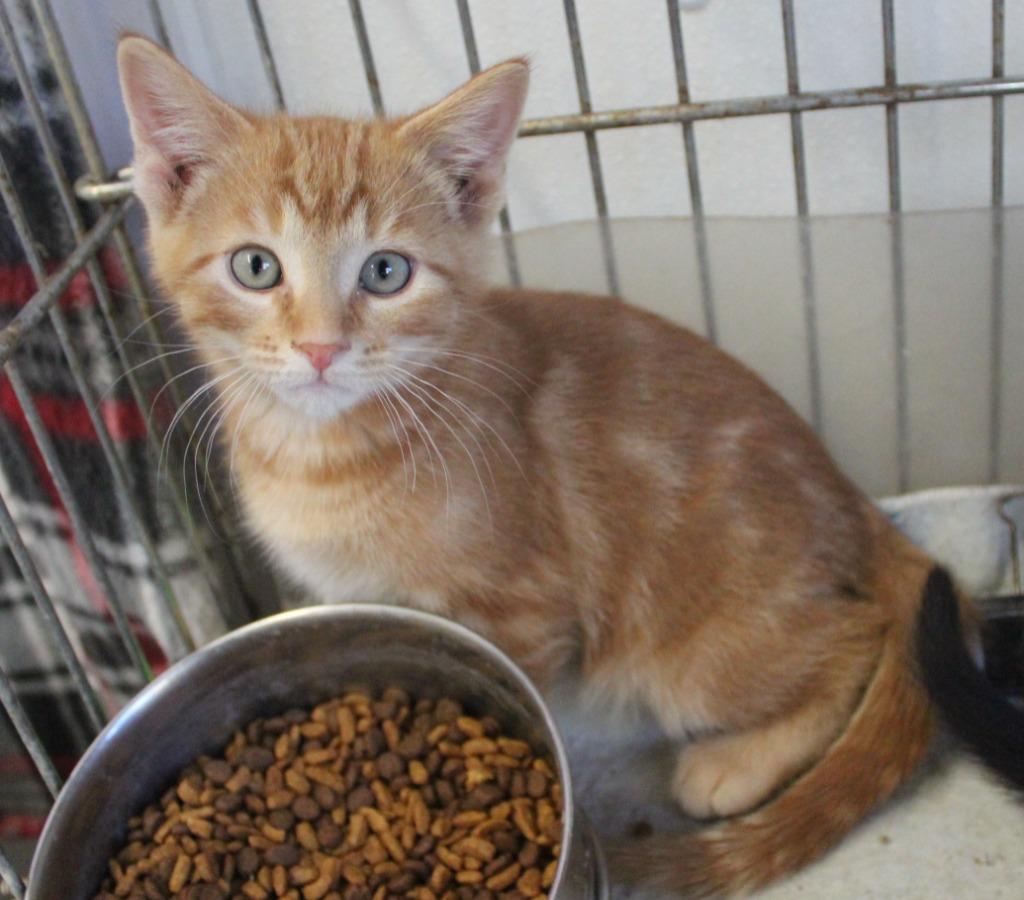 Enlarge Guppy, a Adoptable mixed breed in Saint James, MN image 1/3
