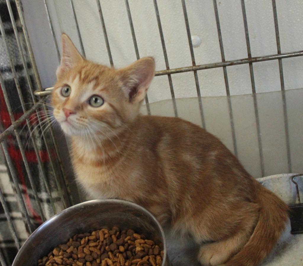 Enlarge Guppy, a Adoptable mixed breed in Saint James, MN image 2/3
