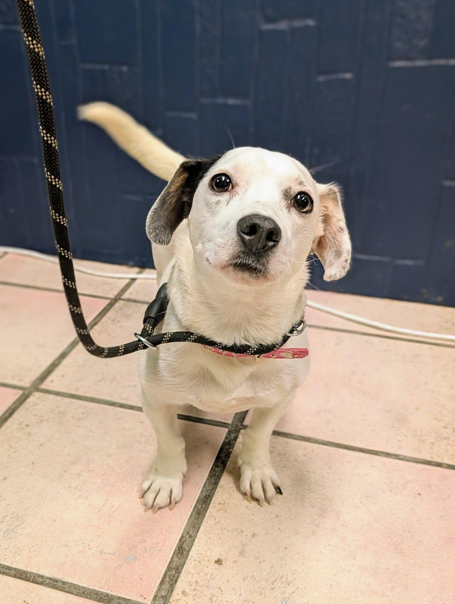 Enlarge Betsy, an adopted mixed breed in Newburgh, IN image 1/1