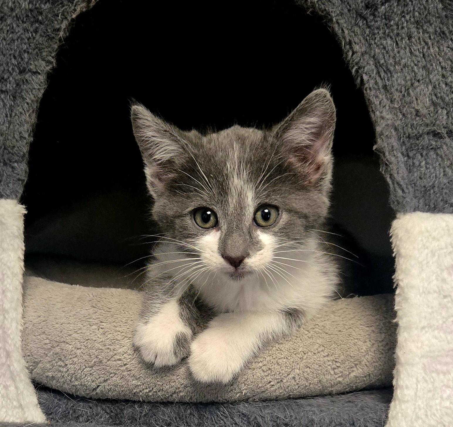 Enlarge Donatello, an adopted Domestic Short Hair in Boiling Springs, PA image 3/5