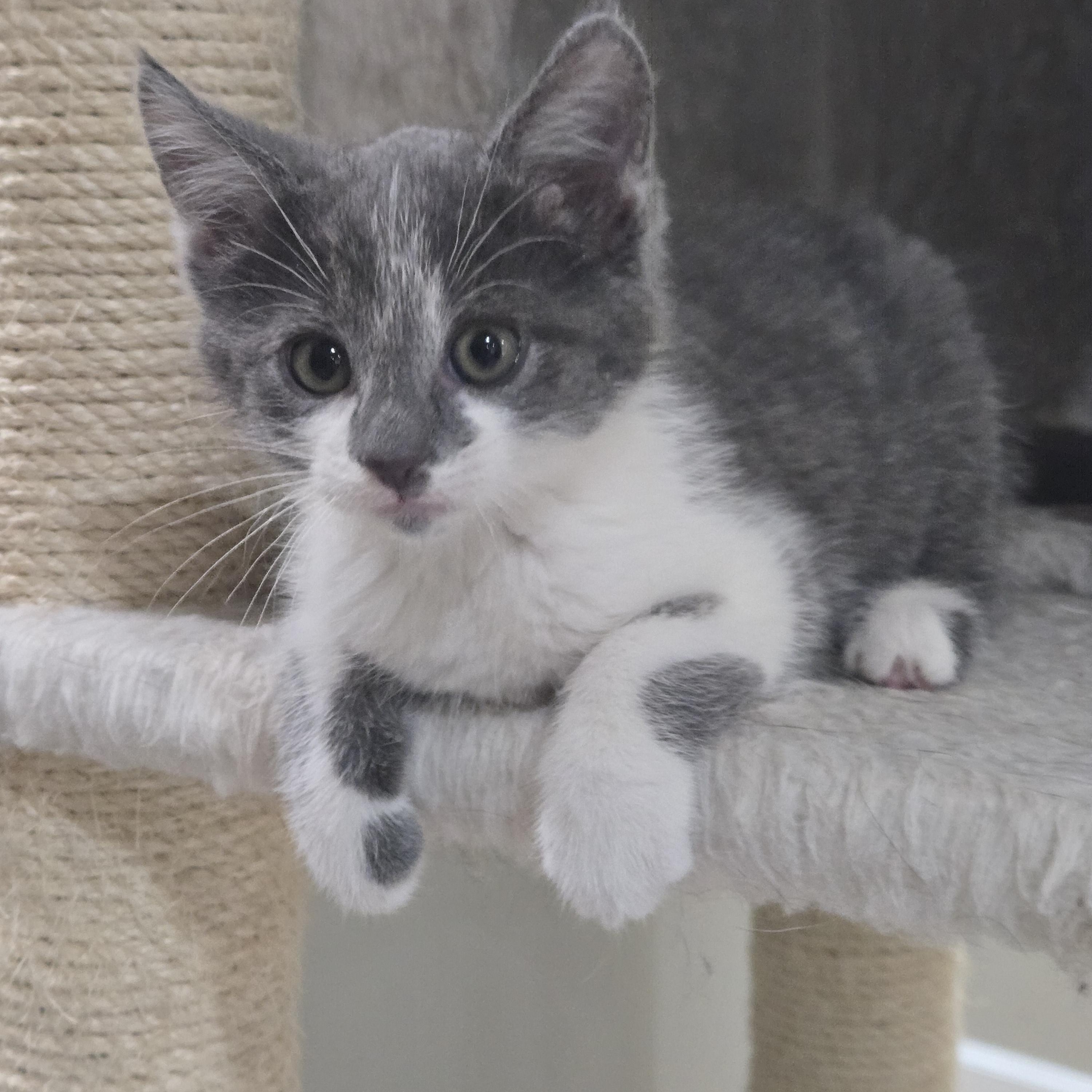 Donatello, adopted, Kitten Male Domestic Short Hair.