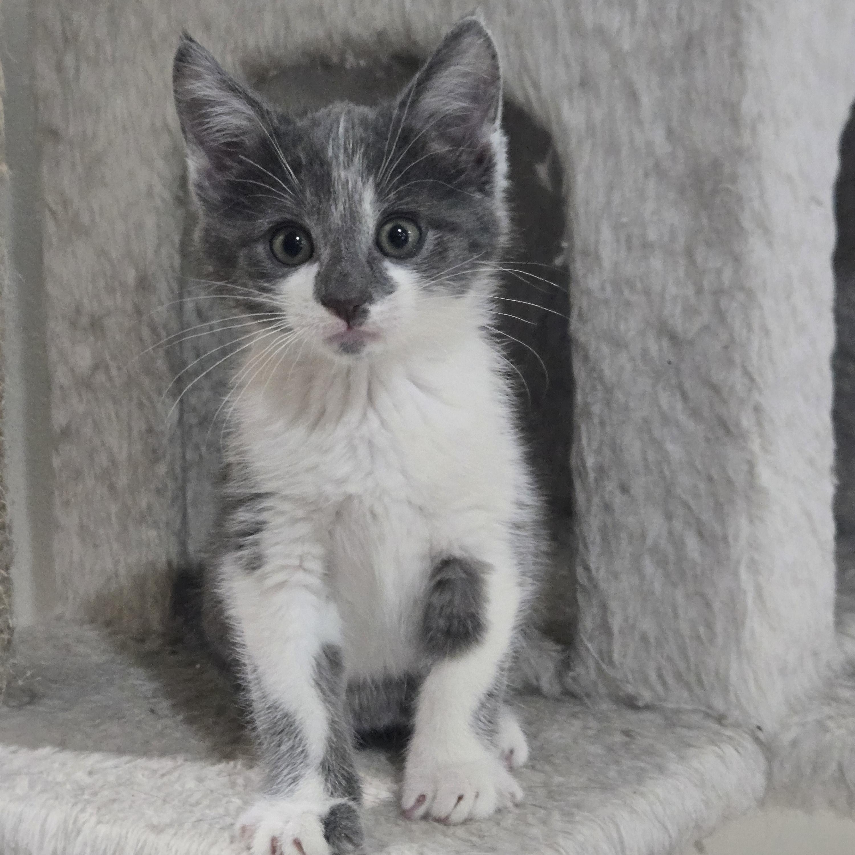 Enlarge Donatello, an adopted Domestic Short Hair in Boiling Springs, PA image 5/5