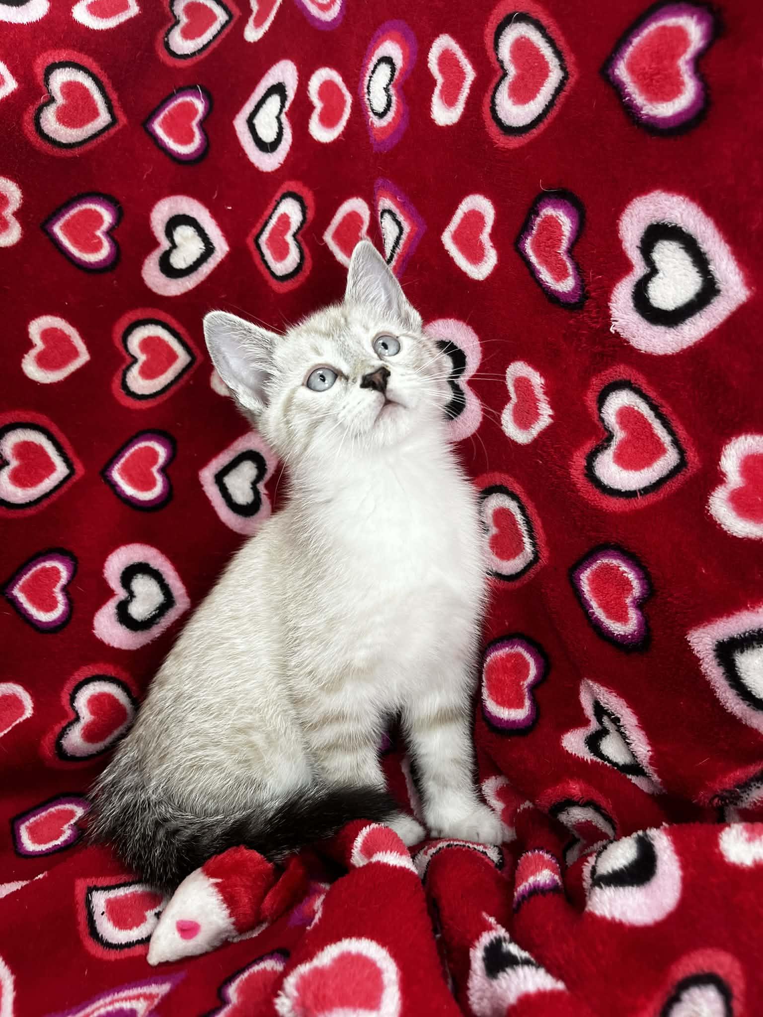 Enlarge Stephan, an adopted mixed breed in Tavares, FL image 2/2