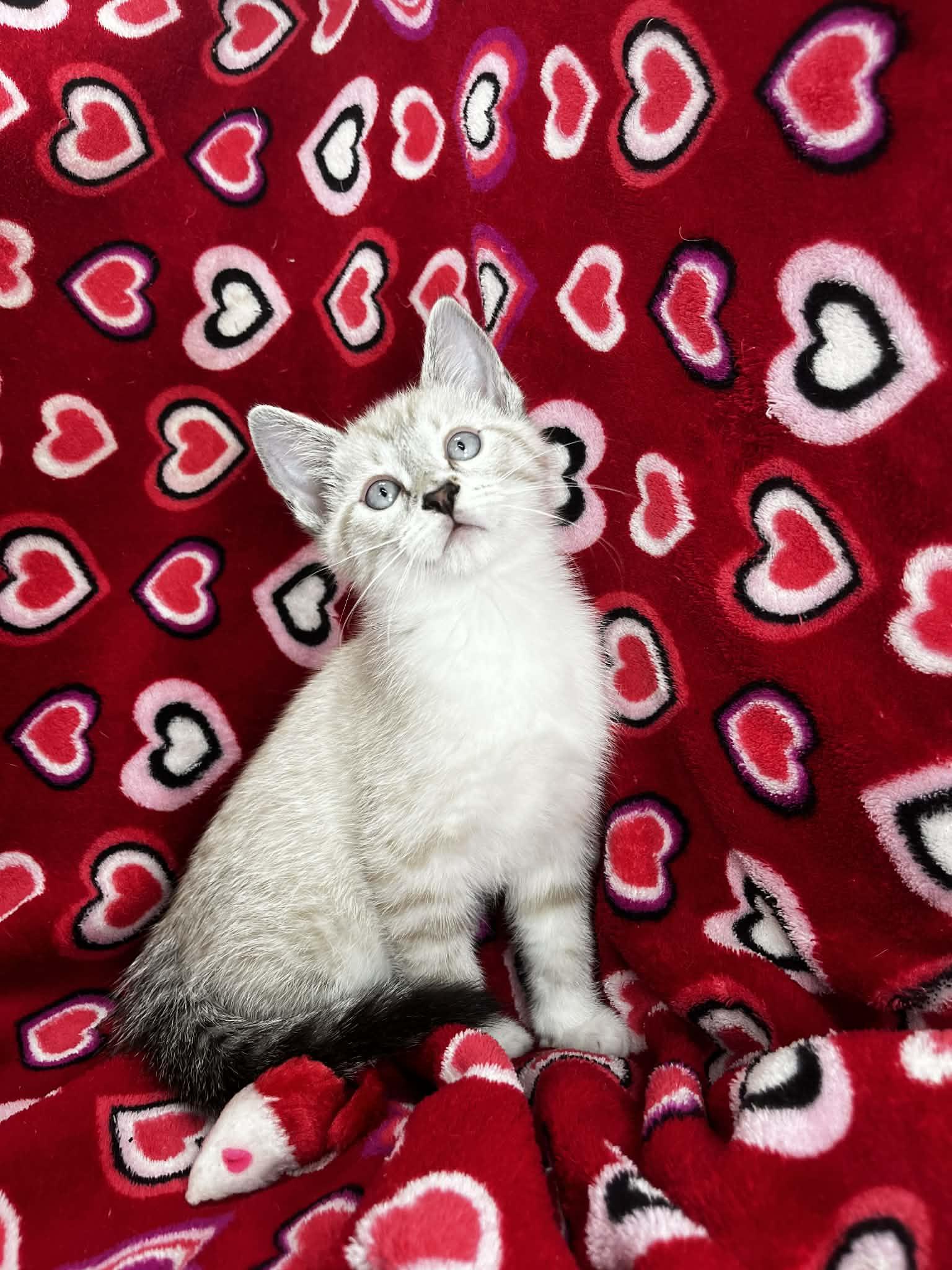Stephan, adopted, Kitten Male Siamese & Domestic Short Hair.