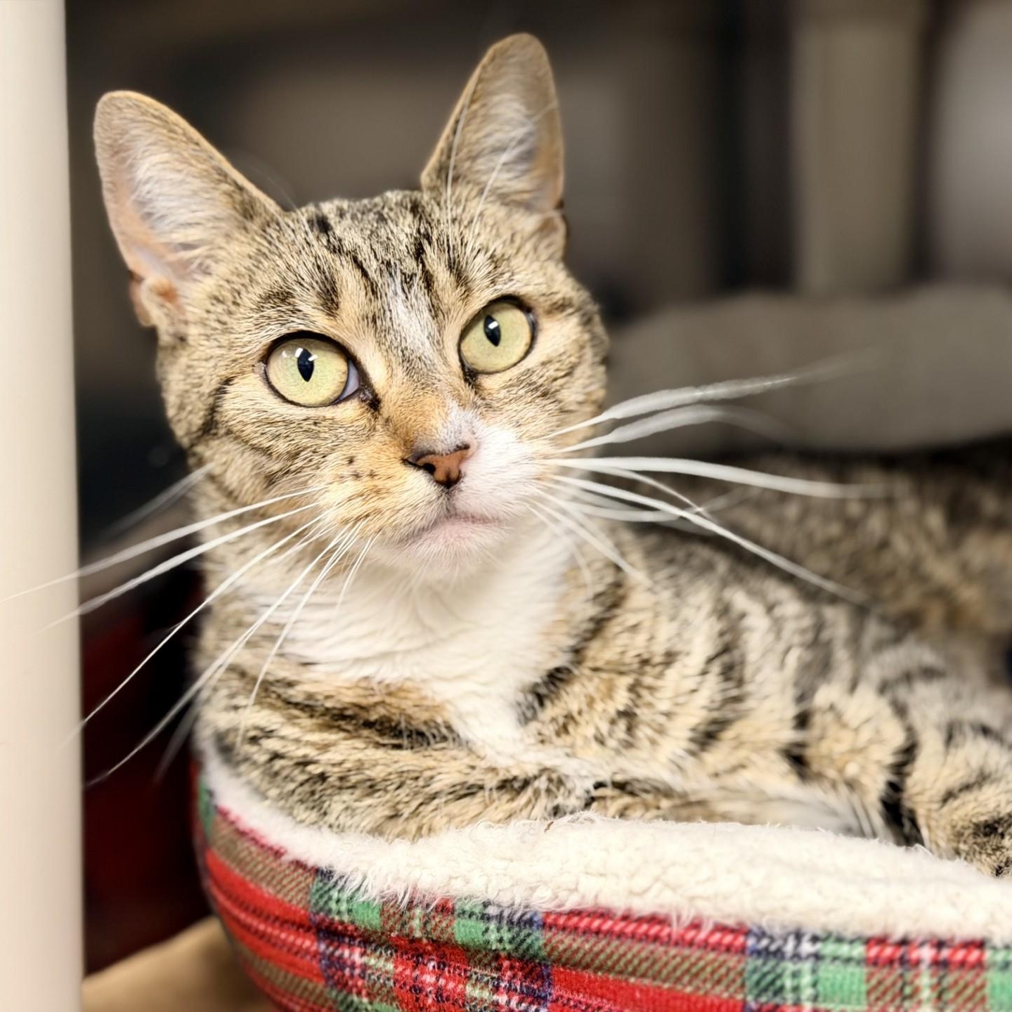 Enlarge Ruby, a ADOPTABLE Domestic Short Hair in Manahawkin, NJ image 1/2