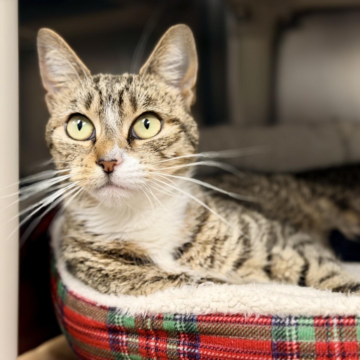 Enlarge Ruby, a ADOPTABLE Domestic Short Hair in Manahawkin, NJ image 2/2