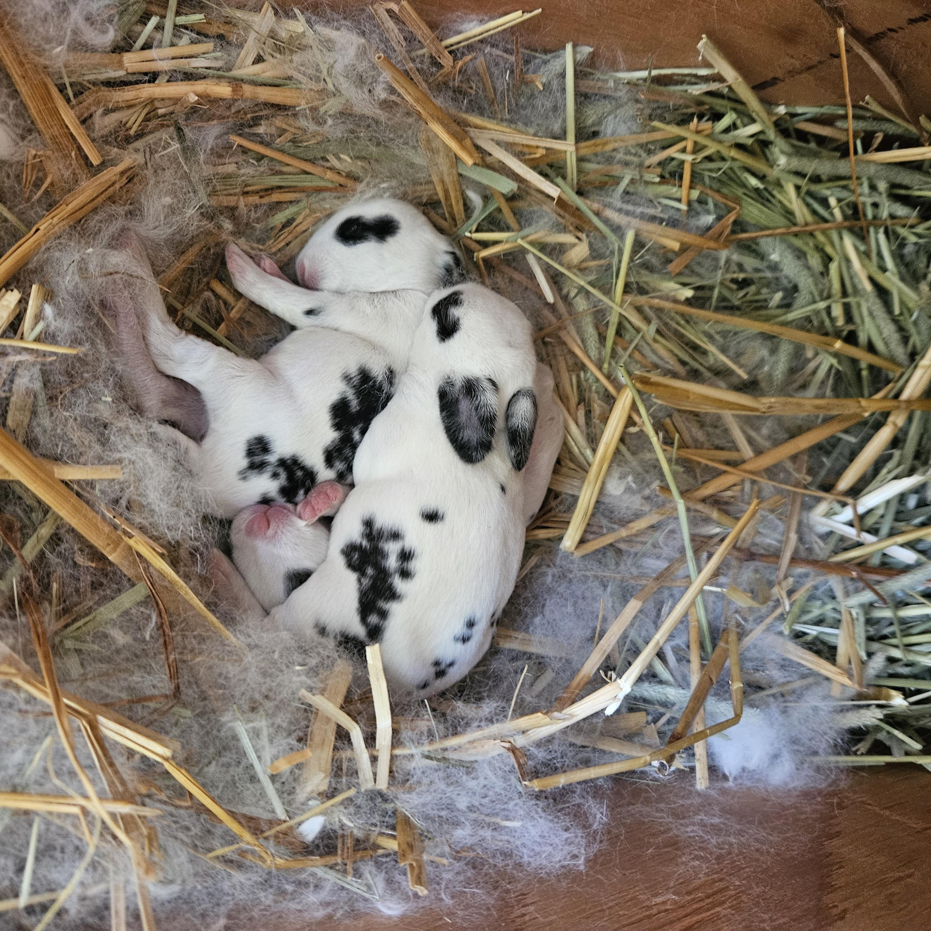 MINY and MYNE - sweet