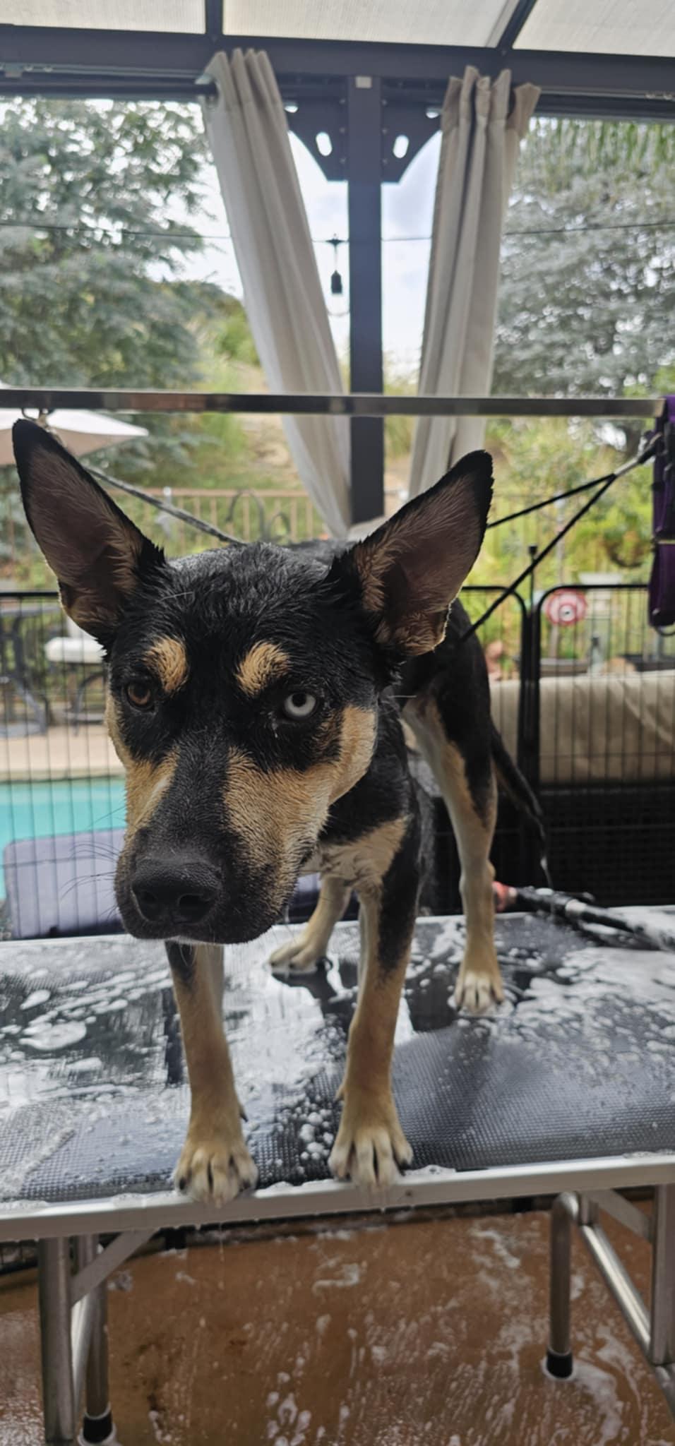 Sunshine, a Adoptable mixed breed in Rancho Palos Verdes, CA image 5/6