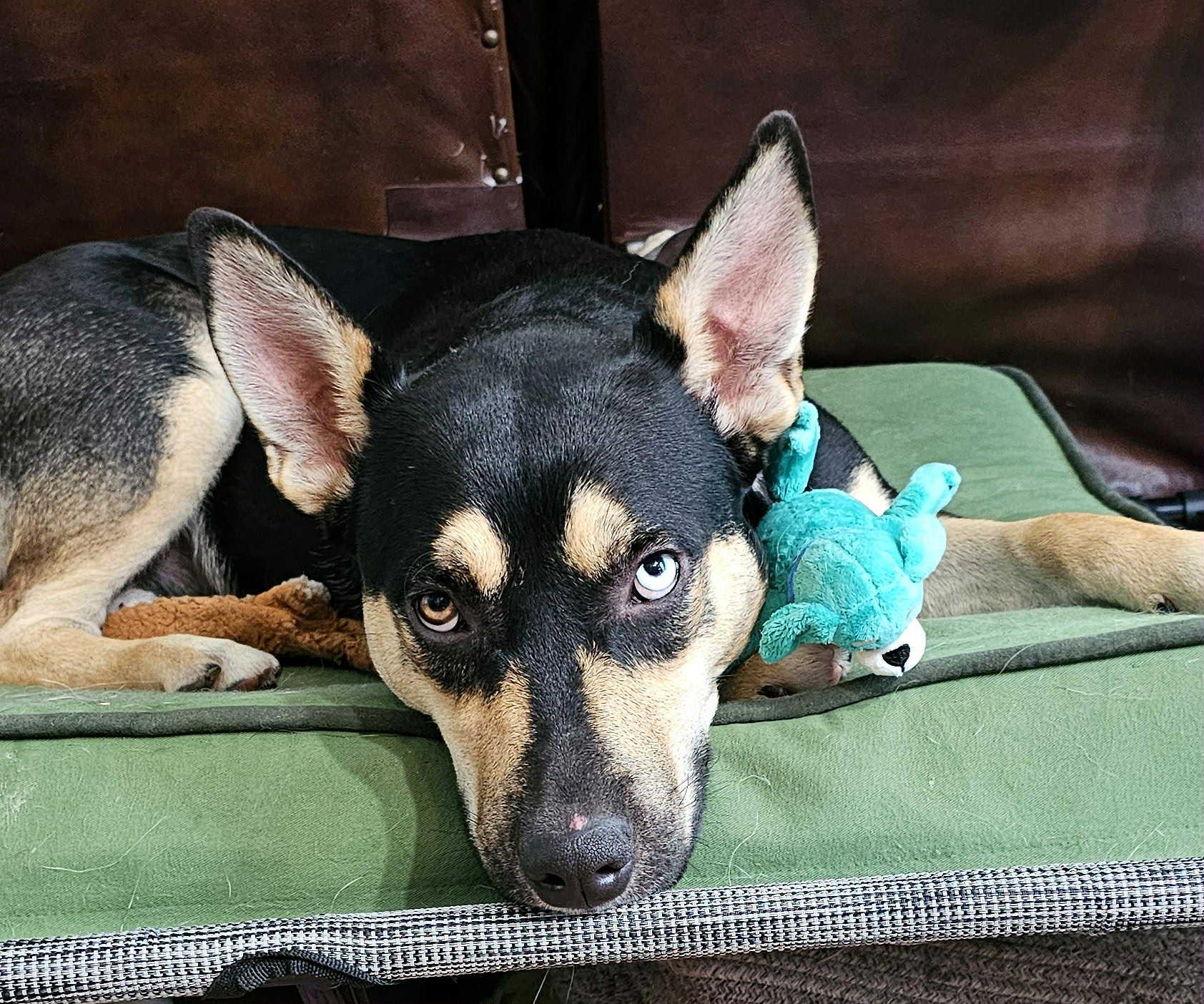 Sunshine, a Adoptable mixed breed in Rancho Palos Verdes, CA image 1/6