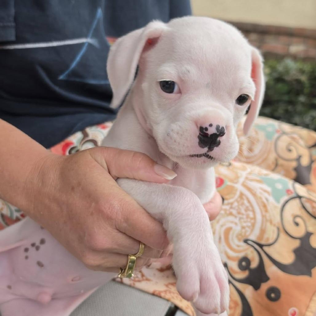 Nodin, Adoptable, Puppy Male Boxer.