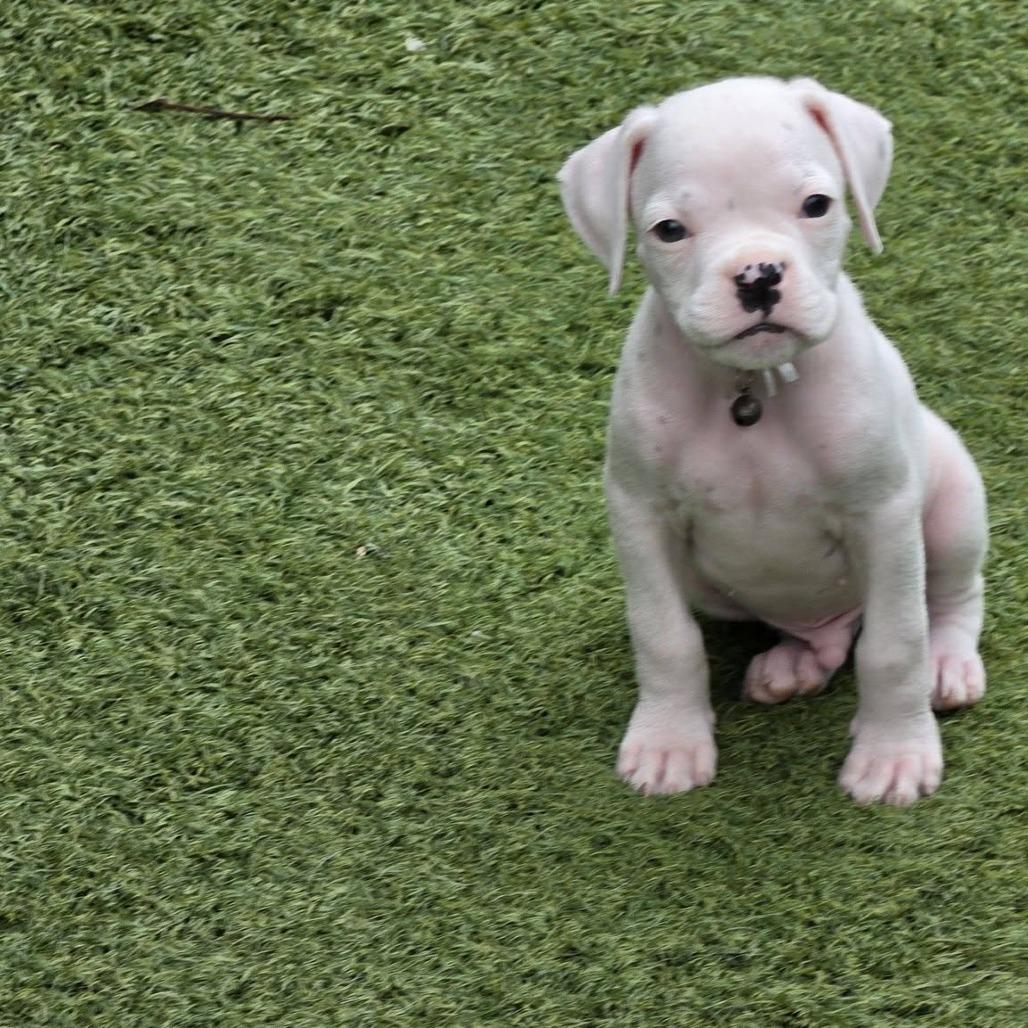 Enlarge Nodin, a Adoptable Boxer in McMinnville, OR image 2/3