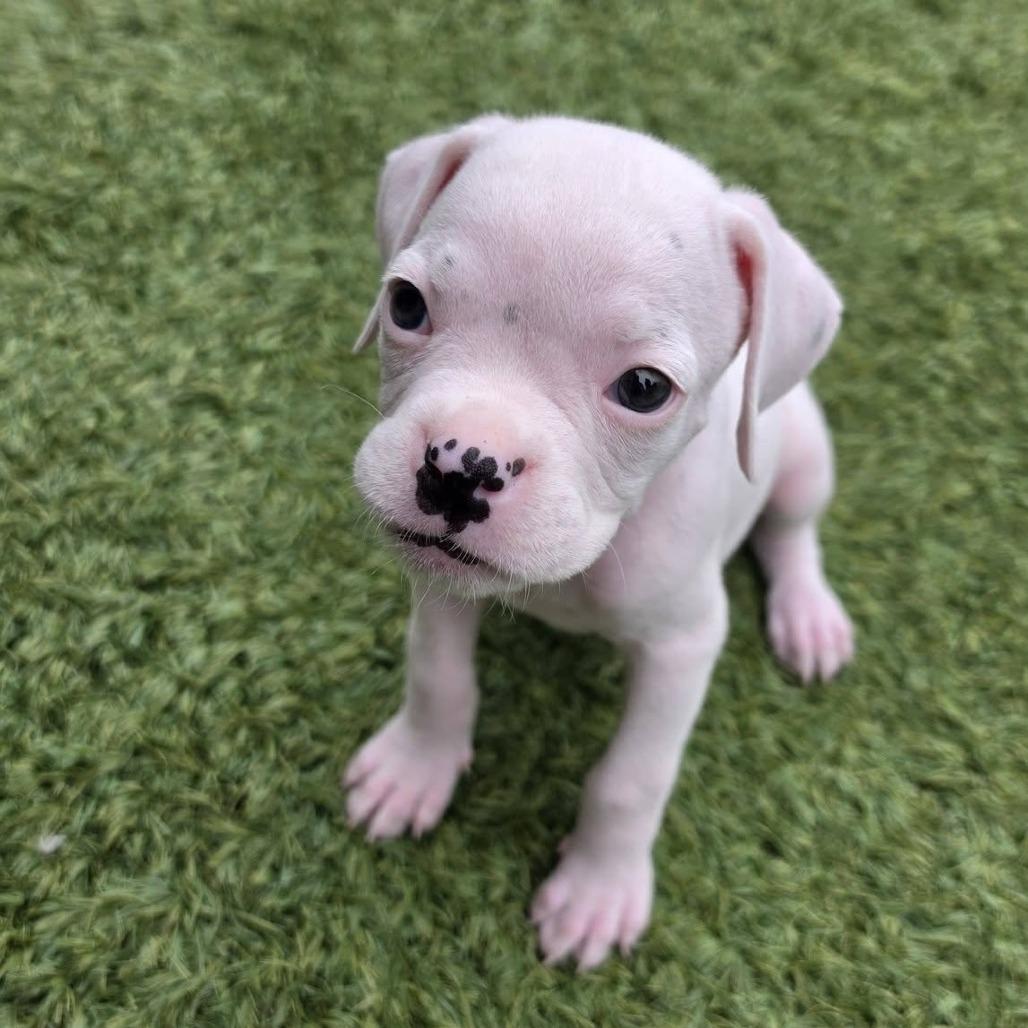 Enlarge Nodin, a Adoptable Boxer in McMinnville, OR image 3/3