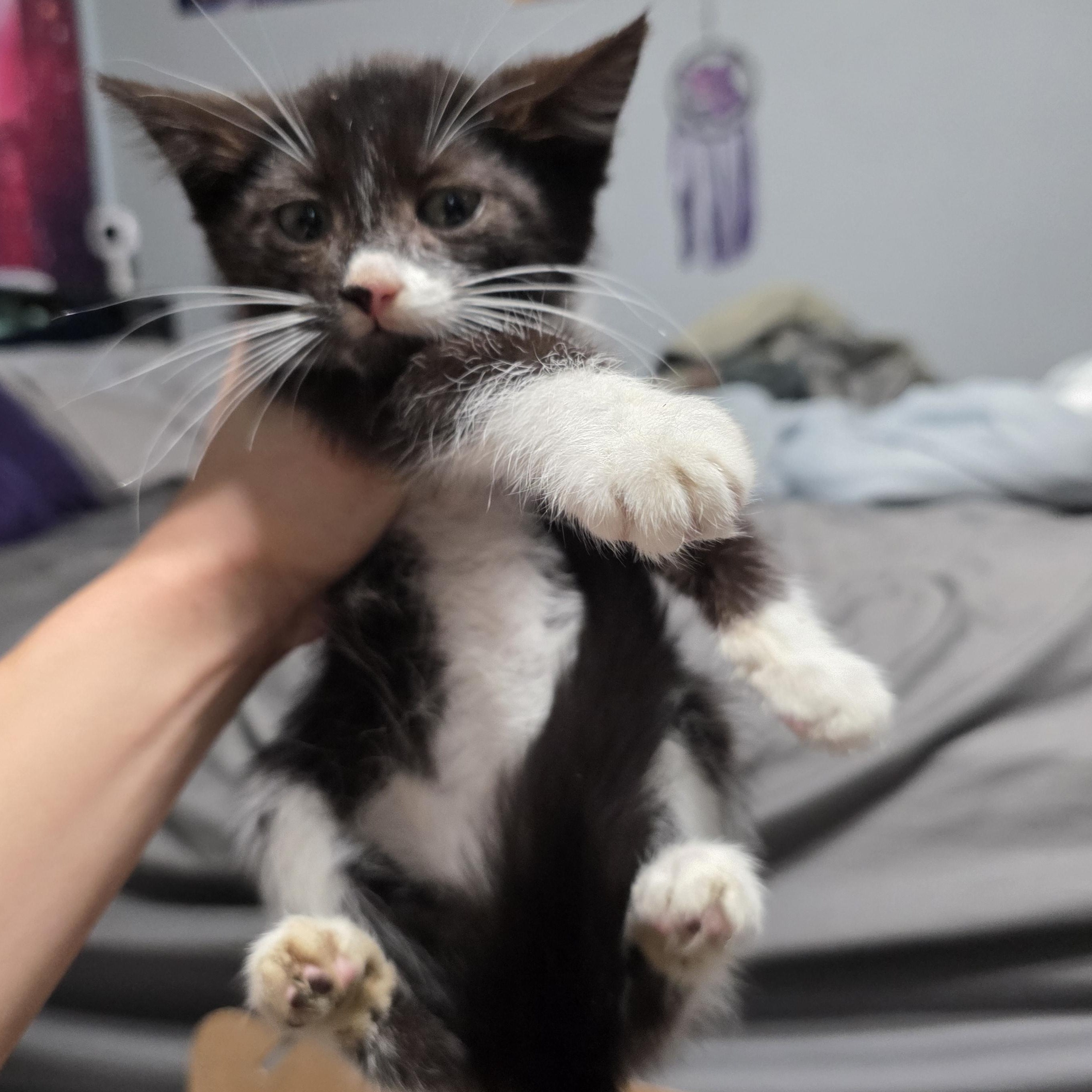 Mertle