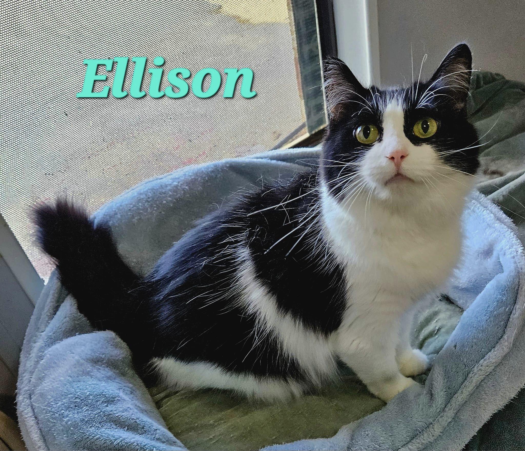 Enlarge Ellison, a Adoptable Domestic Long Hair in Macon, GA image 1/1