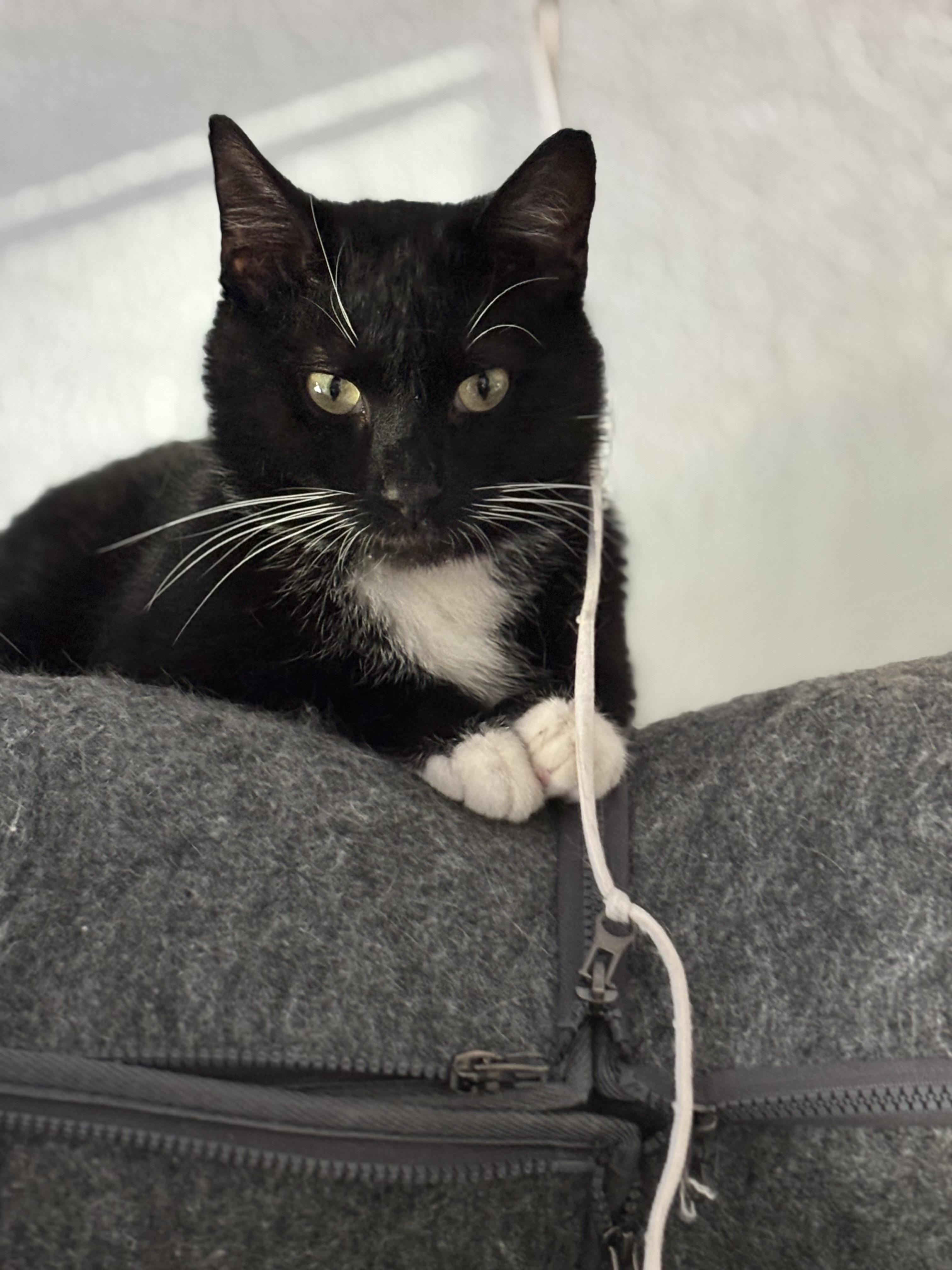 Enlarge FELIX, an adopted Domestic Short Hair in Pittsburgh, PA image 3/3