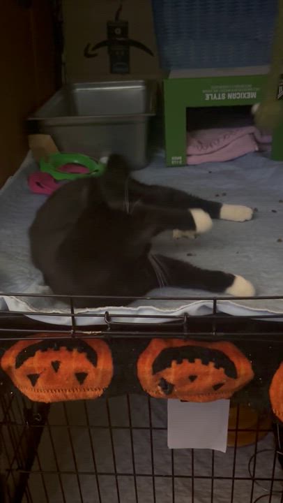 Enlarge FELIX, an adopted Domestic Short Hair in Pittsburgh, PA video 2/3