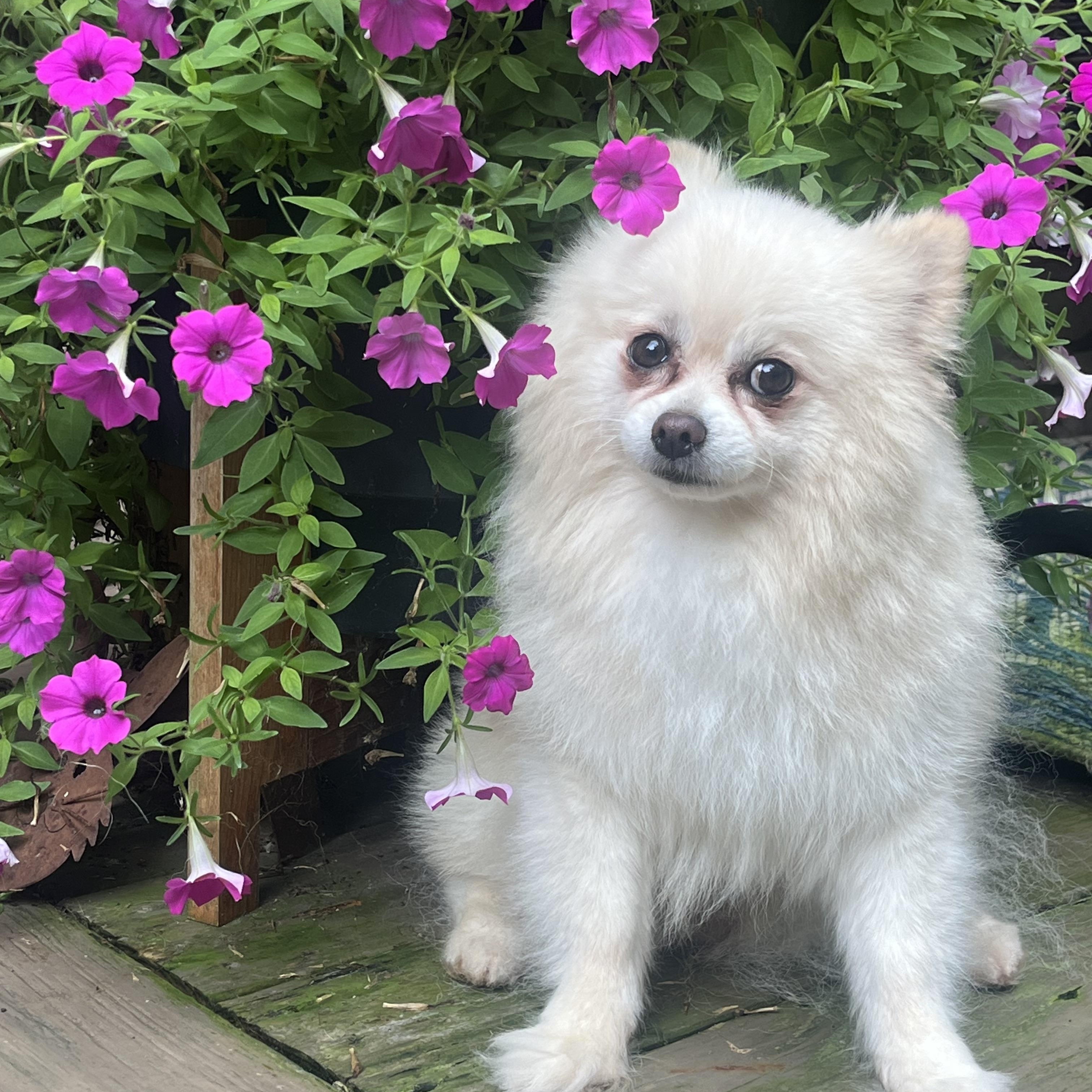 Enlarge Rocky, a Adopted Pomeranian in High Point, NC image 1/5