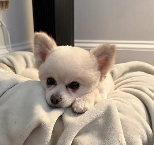 Enlarge Rocky, a Adoptable Pomeranian in High Point, NC image 6/6
