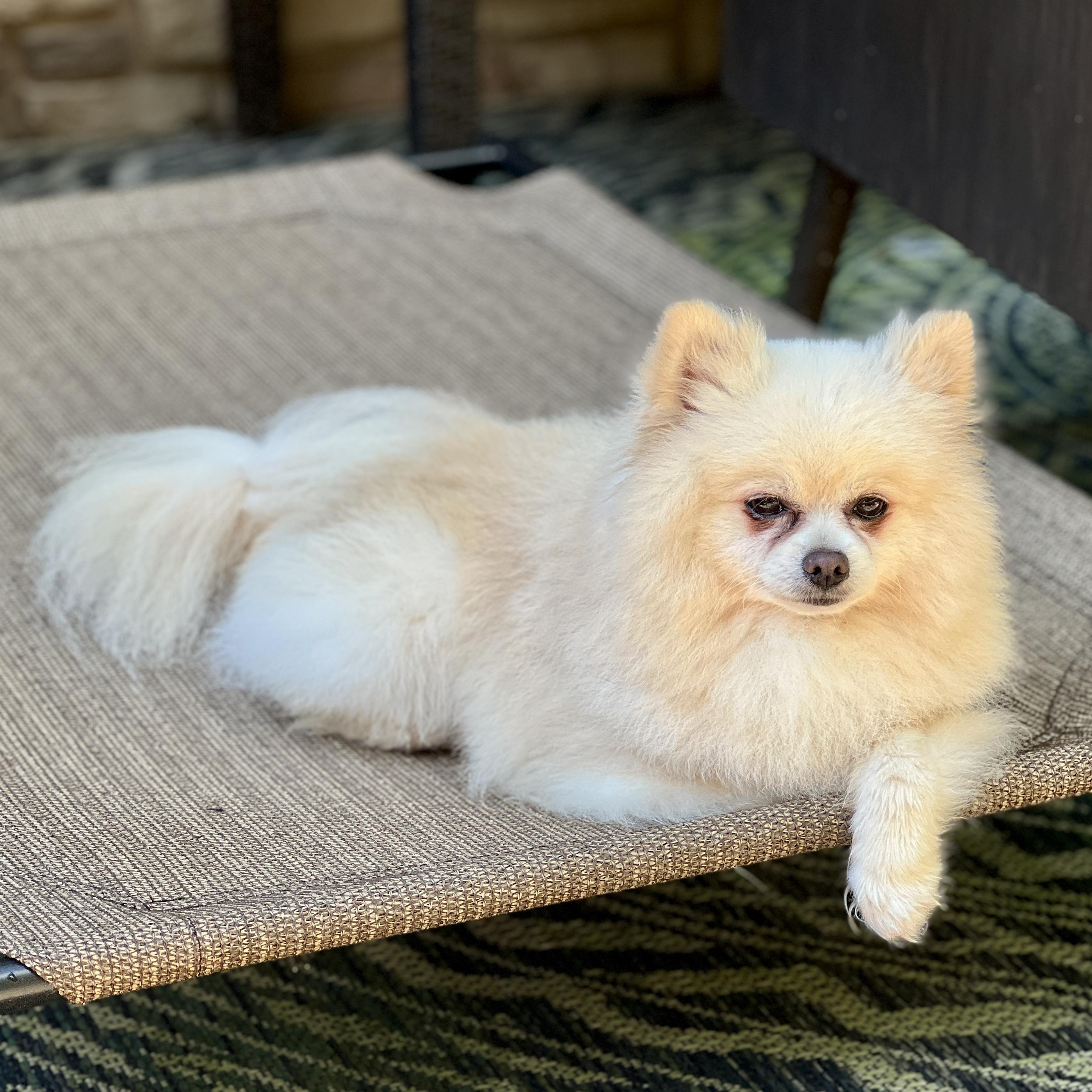 Enlarge Rocky, a Adopted Pomeranian in High Point, NC image 3/5