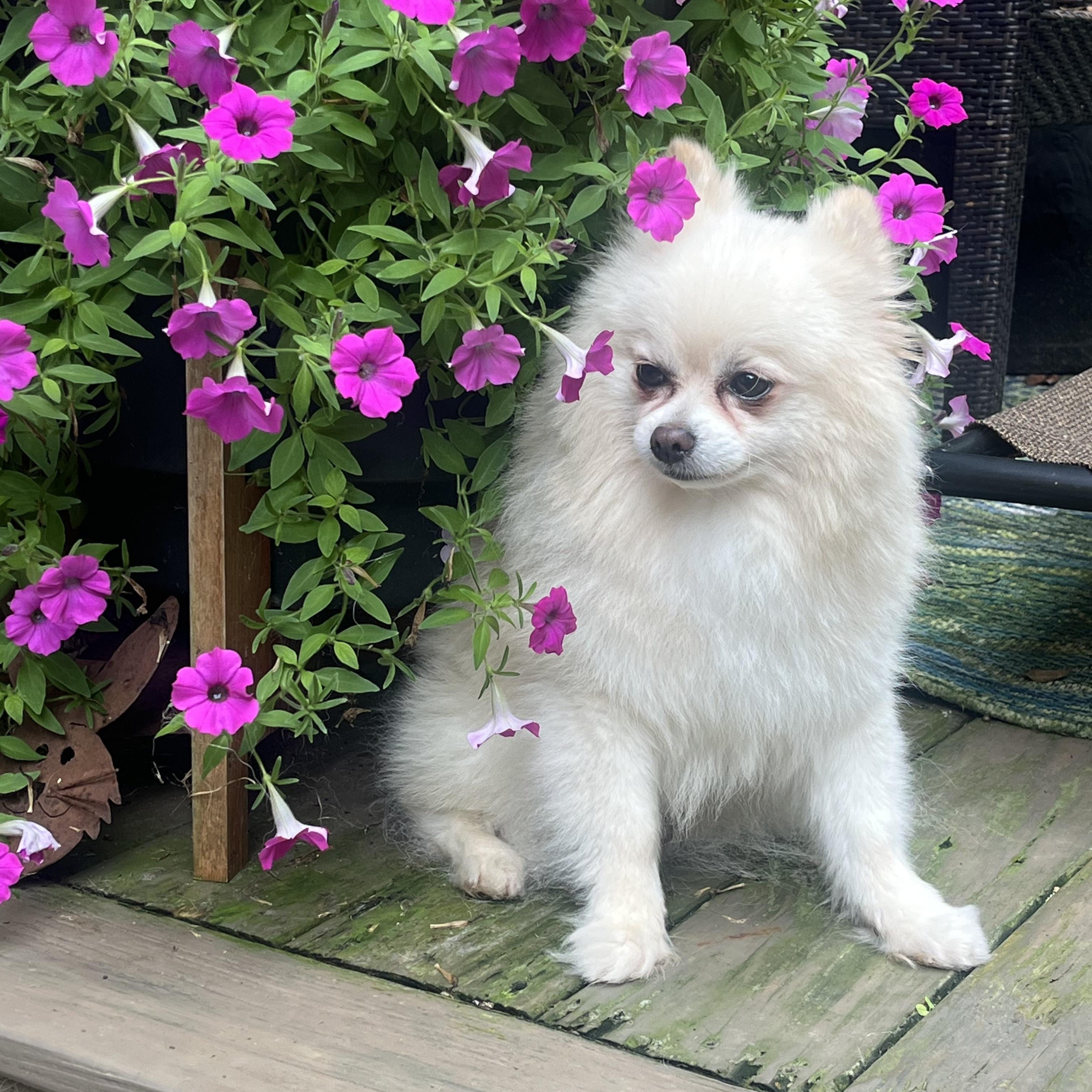 Enlarge Rocky, a Adopted Pomeranian in High Point, NC image 2/5