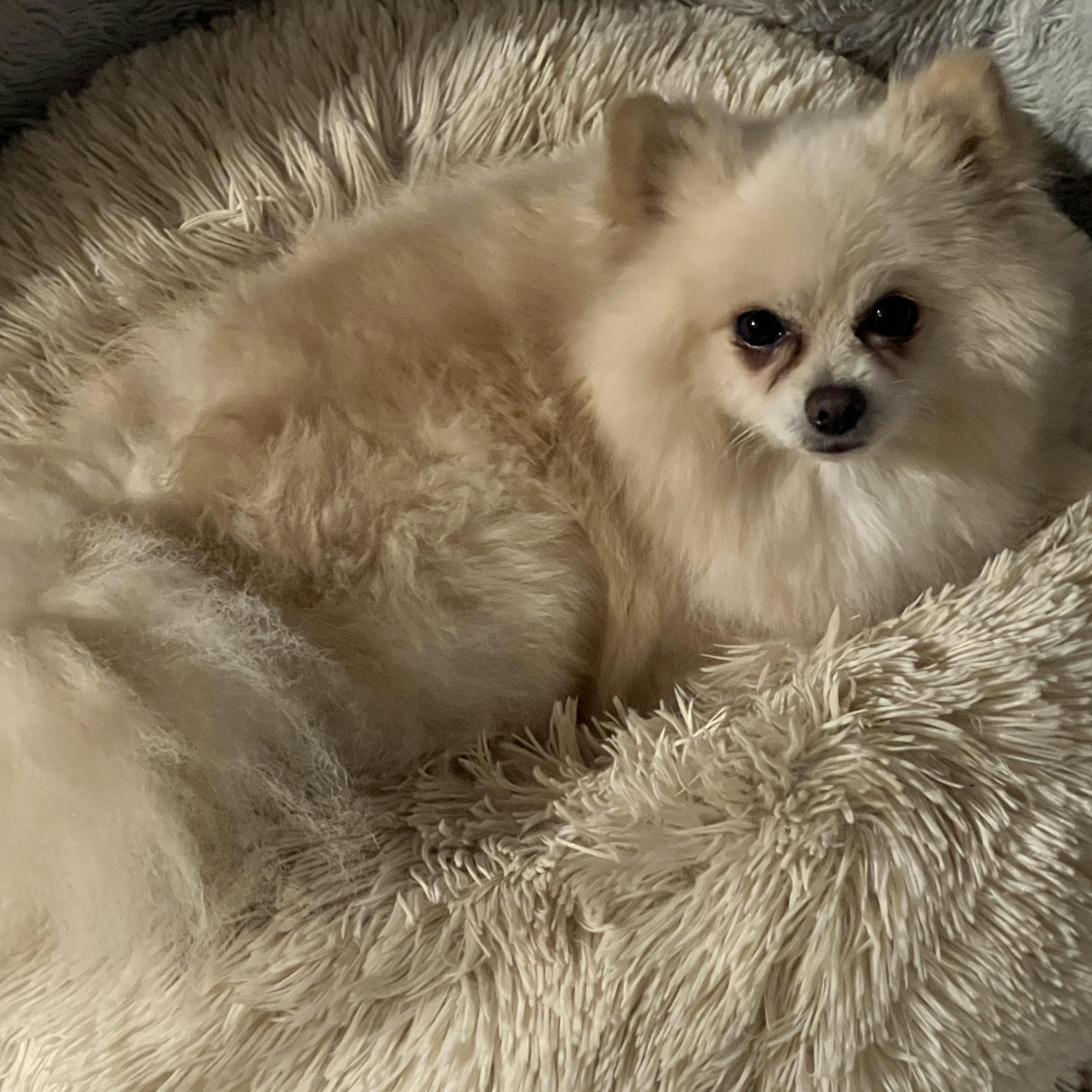 Enlarge Rocky, a Adopted Pomeranian in High Point, NC image 4/5