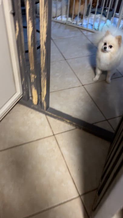 Enlarge Rocky, a Adopted Pomeranian in High Point, NC video 5/5