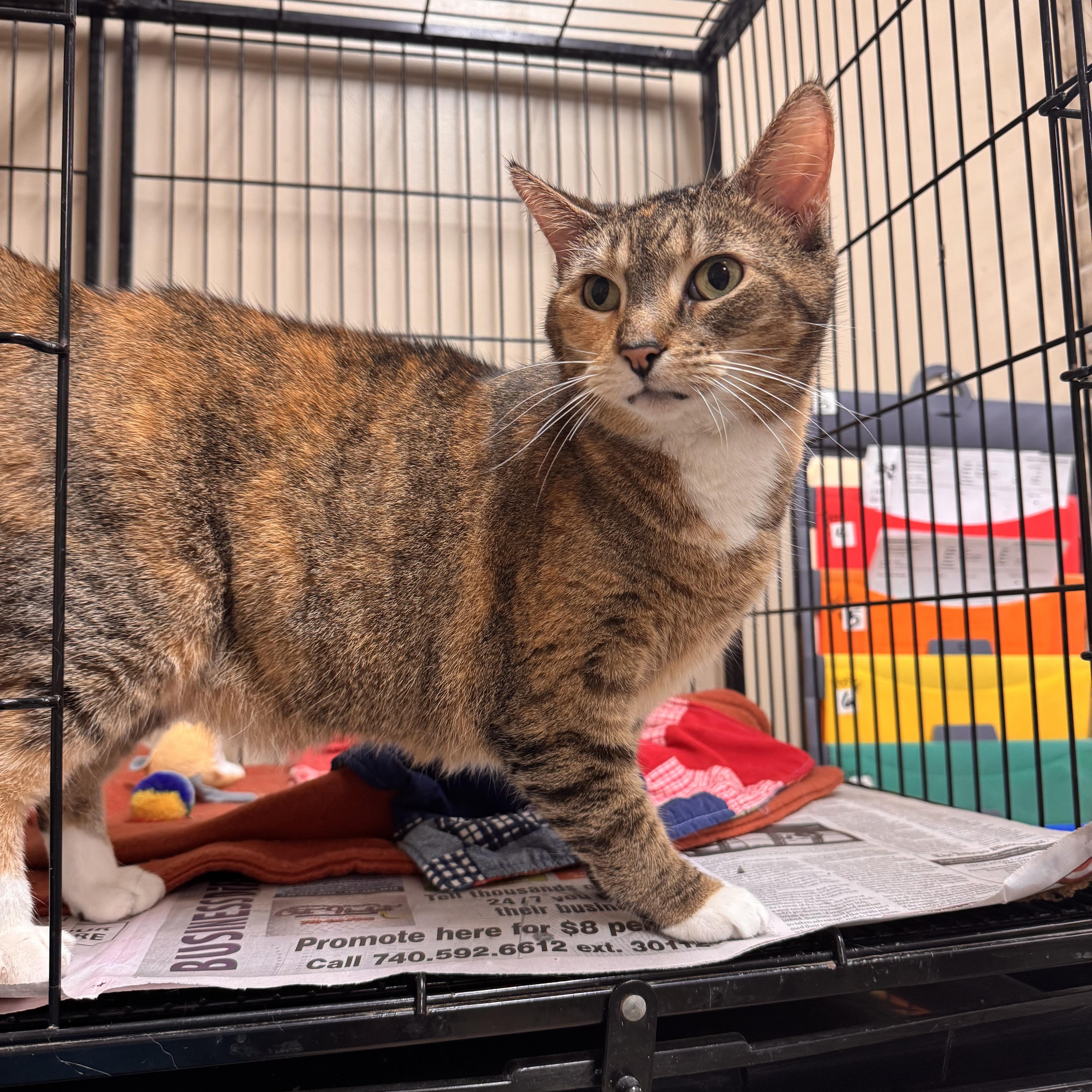 Lindor, ADOPTABLE, Adult Female Domestic Short Hair.