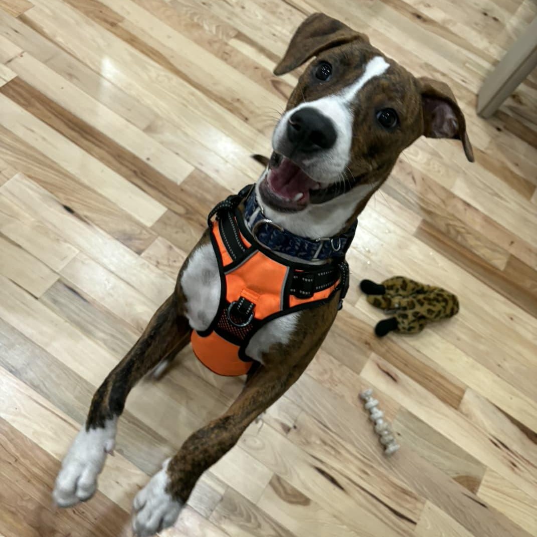 Enlarge Drew, a Adoptable mixed breed in Yonkers, NY image 4/6