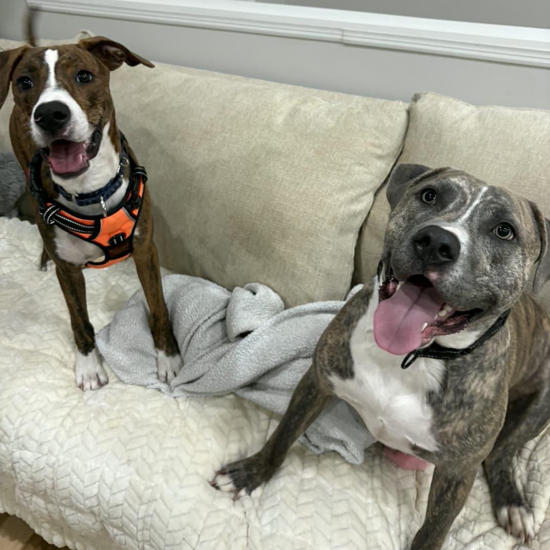 Enlarge Drew, a Adoptable mixed breed in Yonkers, NY image 6/6