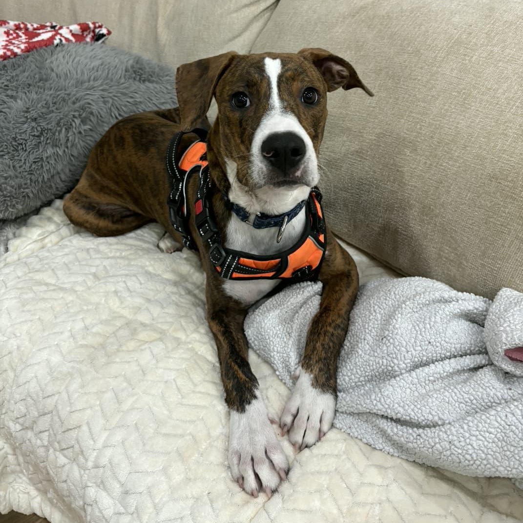 Enlarge Drew, a Adoptable mixed breed in Yonkers, NY image 5/6